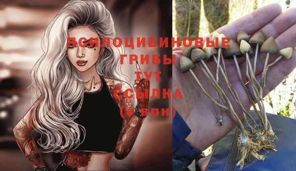 стаф Аркадак